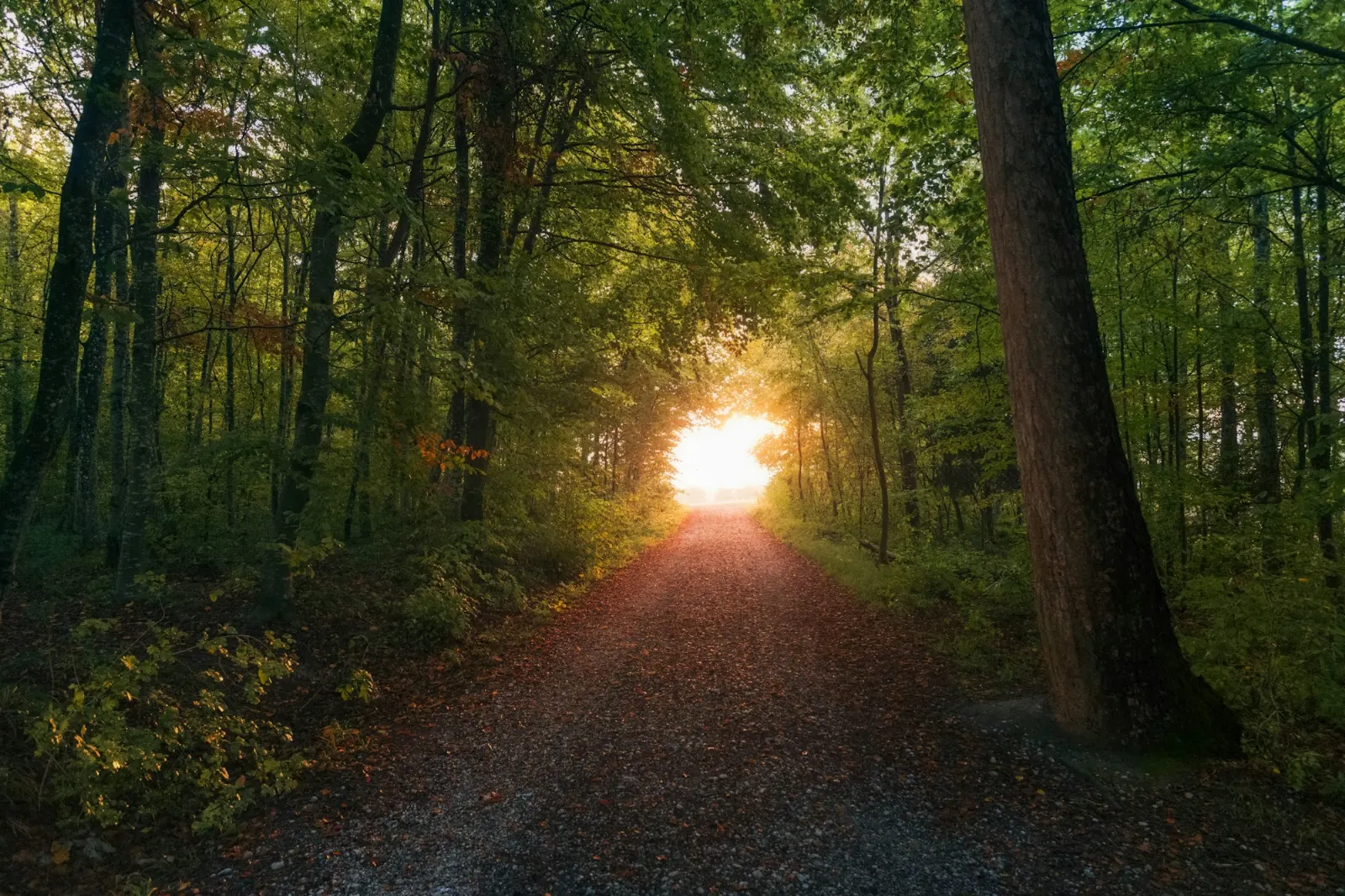 Ormanın içinden ışığa doğru uzanan toprak yol