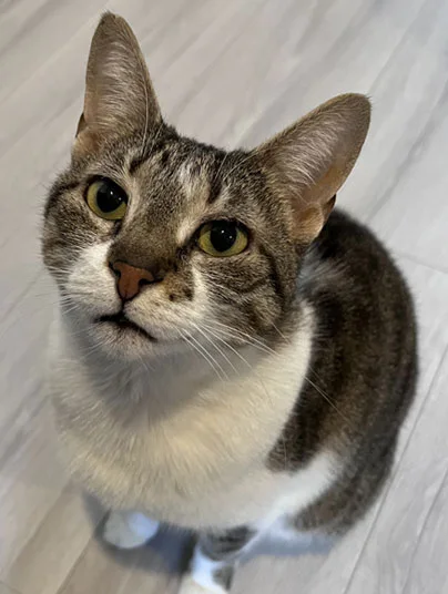 Danışma odasında tekir kedi